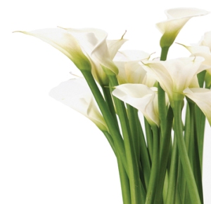 White-Calla-Lilies-Main-web